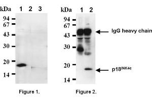 Western Blotting (WB) image for anti-Cyclin-Dependent Kinase Inhibitor 2C (p18, Inhibits CDK4) (CDKN2C) antibody (ABIN487307)