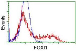 Image no. 3 for anti-Forkhead Box I1 (FOXI1) (AA 111-350) antibody (ABIN1490841) (FOXI1 anticorps  (AA 111-350))