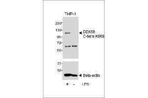 Western blot analysis of lysates from THP-1 cell line, untreated or treated with LPS, 1 μg/mL, using DDX58 C-term (upper) or Beta-actin (lower). (DDX58 anticorps  (C-Term))