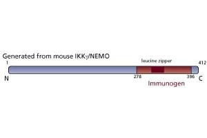 Image no. 3 for anti-Inhibitor of kappa Light Polypeptide Gene Enhancer in B-Cells, Kinase gamma (IKBKG) (AA 278-396) antibody (ABIN968464) (IKBKG anticorps  (AA 278-396))