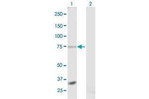 Western Blot analysis of RXFP1 expression in transfected 293T cell line by RXFP1 MaxPab polyclonal antibody. (RXFP1 anticorps  (AA 1-757))