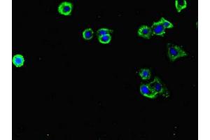 Immunofluorescent analysis of HepG2 cells using ABIN7158122 at dilution of 1:100 and Alexa Fluor 488-congugated AffiniPure Goat Anti-Rabbit IgG(H+L)