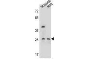 Western blot analysis in NCI-H460,A549 cell line lysates (35ug/lane) using SPATS1  Antibody . (SPATS1 anticorps  (Middle Region))
