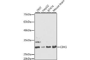 Western blot analysis of extracts of various cell lines, using CDK5 antibody. (CDK5 anticorps  (AA 1-292))