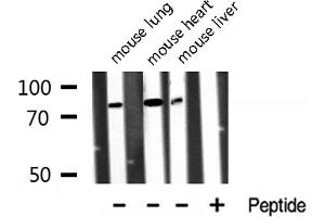 Western blot analysis of Annexin A6 expression in various lysates. (ANXA6 anticorps  (N-Term))