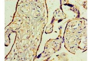 Immunohistochemistry of paraffin-embedded human placenta tissue using ABIN7175818 at dilution of 1:100