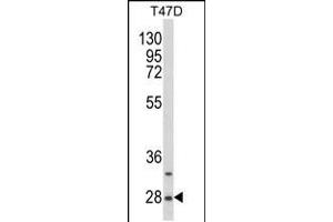 Western blot analysis of SNRPB Antibody (N-term R49) in T47D cell line lysates (35ug/lane)