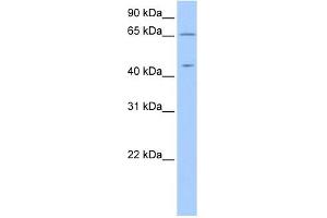 ZPLD1 antibody used at 1 ug/ml to detect target protein. (ZPLD1 anticorps  (C-Term))