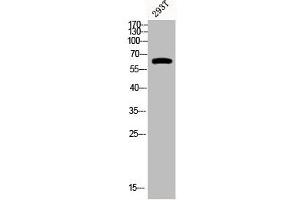 Western Blot analysis of 293T cells using Phospho-p63 (S455) Polyclonal Antibody (p63 anticorps  (pSer455))