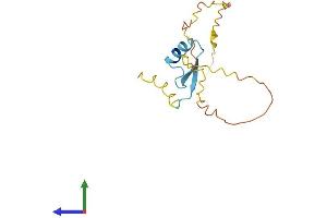 AlphaFold protein structure predicition of Human Recombinant RIPPLY1 Protein, UniprotID Q0D2K3