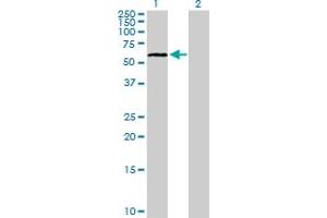 Western Blot analysis of ELL3 expression in transfected 293T cell line by ELL3 MaxPab polyclonal antibody. (ELL3 anticorps  (AA 1-397))