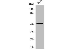 Western Blot analysis of 293 cells using NF-YC Polyclonal Antibody