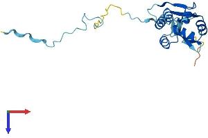 AlphaFold protein structure predicition of Human Recombinant FCF1 Protein, UniprotID Q9Y324