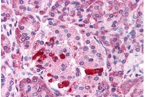 Anti-TRPM4 antibody  ABIN1049434 IHC staining of human pancreas, islet. (TRPM4 anticorps  (C-Term))