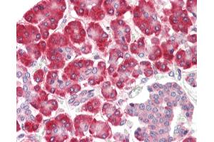 Anti-SGSM1 antibody IHC staining of human pancreas. (SGSM1 anticorps  (Internal Region))