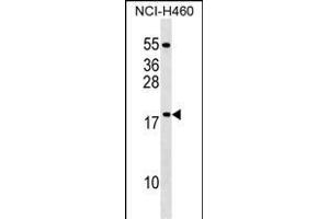MRPL54 Antibody (Center) (ABIN1538545 and ABIN2849272) western blot analysis in NCI- cell line lysates (35 μg/lane). (MRPL54 anticorps  (AA 64-92))