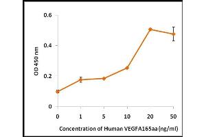 Activity Assay (AcA) image for Vascular Endothelial Growth Factor (VEGF) (Active) protein (ABIN5509395) (VEGF Protéine)