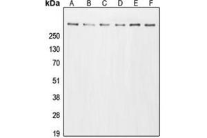 Western blot analysis of p300 expression in A431 (A), HeLa (B), HT29 (C), A549 (D), NIH3T3 (E), PC12 (F) whole cell lysates. (p300 anticorps  (N-Term))