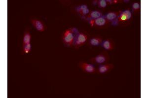 ABIN6276691 staining HeLa cells by ICC/IF.