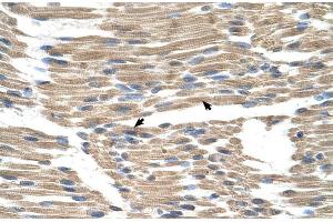 Human Muscle (GPR177/WLS anticorps  (N-Term))