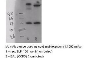 Western Blotting (WB) image for anti-Secretory Leukocyte Peptidase Inhibitor (SLPI) antibody (Biotin) (ABIN1105385)
