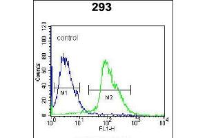 Flow cytometric analysis of 293 cells (right histogram) compared to a negative control cell (left histogram). (Kallikrein 7 anticorps  (C-Term))