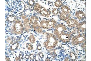 anti-Aminolevulinate, delta-, Synthase 2 (ALAS2) (AA 164-213) antibody