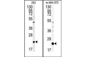 Image no. 1 for anti-Phosphatidylethanolamine Binding Protein 1 (PEBP1) (Middle Region) antibody (ABIN360564) (PEBP1 anticorps  (Middle Region))