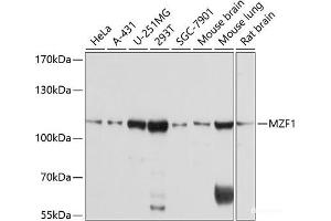 Western blot analysis of extracts of various cell lines using MZF1 Polyclonal Antibody at dilution of 1:1000. (MZF1 anticorps)