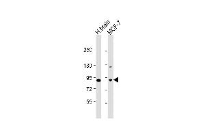 All lanes : Anti-JIP1 Antibody (C-term) at 1:1000 dilution Lane 1: human brain lysate Lane 2: MCF-7 whole cell lysate Lysates/proteins at 20 μg per lane.