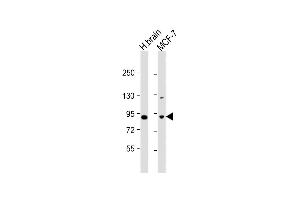 All lanes : Anti-JIP1 Antibody (C-term) at 1:1000 dilution Lane 1: human brain lysate Lane 2: MCF-7 whole cell lysate Lysates/proteins at 20 μg per lane. (MAPK8IP1 anticorps  (C-Term))