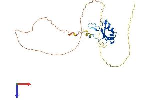 AlphaFold protein structure predicition of Human Recombinant SRSF12 Protein, UniprotID Q8WXF0