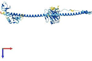 AlphaFold protein structure predicition of Human Recombinant TRIM38 Protein, UniprotID O00635