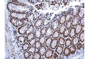 IHC-P Image NRF1 antibody detects NRF1 protein at nucleus on mouse colon by immunohistochemical analysis. (NRF1 anticorps)