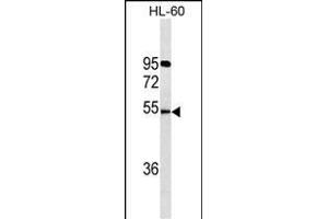 FKRP Antibody (C-term) (ABIN1536611 and ABIN2843847) western blot analysis in HL-60 cell line lysates (35 μg/lane). (FKRP anticorps  (C-Term))