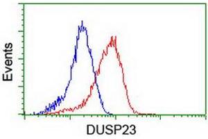Image no. 14 for anti-Dual Specificity Phosphatase 23 (DUSP23) antibody (ABIN1497930) (DUSP23 anticorps)