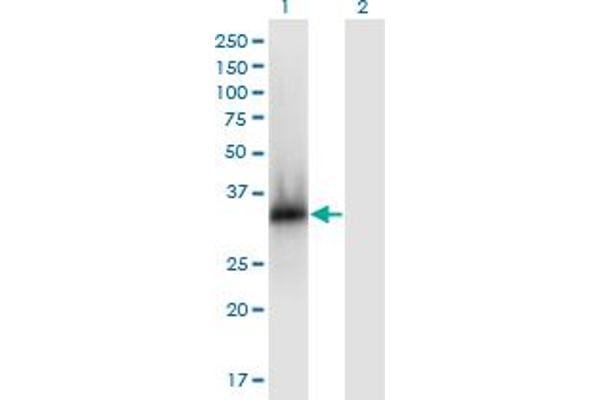 ZNF511 anticorps  (AA 20-252)