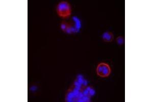 Immunofluorescence (IF) image for anti-CD24 Molecule (CD24) antibody (ABIN2664423)