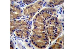 IL17B antibody immunohistochemistry analysis in formalin fixed and paraffin embedded human stomach tissue. (IL17B anticorps  (AA 39-66))