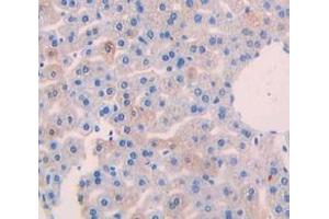 IHC-P analysis of Mouse Tissue, with DAB staining. (SFRP5 anticorps  (AA 48-161))