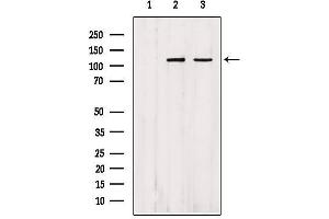 Western blot analysis of extracts from various samples, using IPO4 Antibody.
