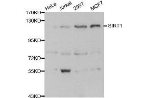 Western blot analysis of extracts of various cell lines, using SIRT1 antibody. (SIRT1 anticorps)