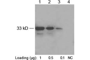 Western blot analysis of His-fusion protein (MW~33 kD) using 1 µg/mL Rabbit Anti-His-tag Polyclonal Antibody (ABIN398410) Lane 1-3: N-terminal His-fusion proteinLane 4: Negative E.