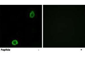 Immunofluorescence analysis of A-549 cells, using ABCA13 polyclonal antibody . (ABCA13 anticorps)