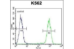 ELAVL2 Antibody (Center) (ABIN656861 and ABIN2846066) flow cytometric analysis of K562 cells (right histogram) compared to a negative control cell (left histogram).