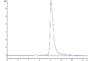 The purity of Cynomolgus IL-4 is greater than 95 % as determined by SEC-HPLC.