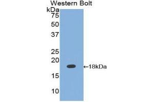 Western Blotting (WB) image for anti-Calmodulin,CAM (AA 1-149) antibody (ABIN1077888) (Calmodulin,CAM anticorps  (AA 1-149))