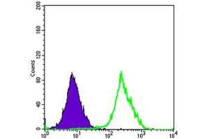 Flow cytometric analysis of Hela cells using FUK mouse mAb (green) and negative control (purple).