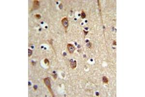 Immunohistochemistry analysis in formalin fixed and paraffin embedded brain tissue reacted with LUC7L2 Antibody (C-term) followed which was peroxidase conjugated to the secondary antibody and followed by DAB staining. (LUC7L2 anticorps  (C-Term))