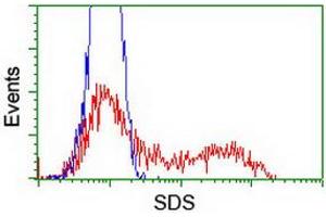 HEK293T cells transfected with either RC217814 overexpress plasmid (Red) or empty vector control plasmid (Blue) were immunostained by anti-SDS antibody (ABIN2455352), and then analyzed by flow cytometry. (serine Dehydratase anticorps)